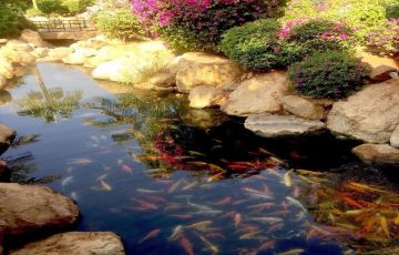 8 Days Jerash, Umm Qais, Madaba and Kerak Forest Holiday Package