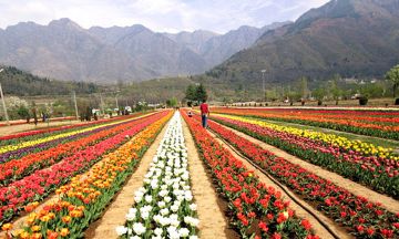 5 Days 4 Nights Lachung Honeymoon Trip Package