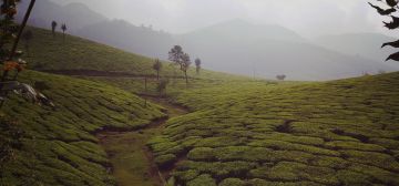 Beautiful 2 Days Munnar Culture Holiday Package