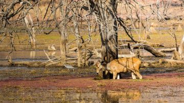 Amazing 3 Days DELHI, RANTHAMBORE to Delhi Holiday Package