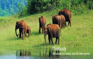 Ecstatic 7 Days 6 Nights Munnar, Thekkady, Kumarakom and Kovalam Tour Package