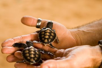 Ecstatic 5 Days Katunayake to Kandy Honeymoon Tour Package