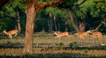 Experience 5 Days 4 Nights Kolkata and Sunderban Offbeat Holiday Package
