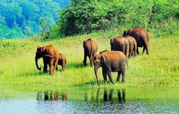Family Getaway 5 Days Cochin, Munnar with Thekkady Hill Stations Holiday Package
