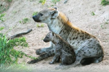 Pleasurable 10 Days Arusha to Manyara National Park Vacation Package