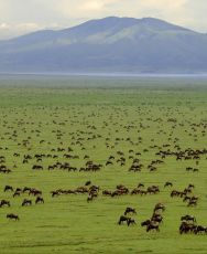 Experience 5 Days 4 Nights Nairobi, Samburu with Masai Mara Wildlife Holiday Package