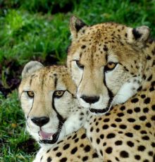 Magical 15 Days Arusha to Ngorongoro Conservation Area Luxury Holiday Package