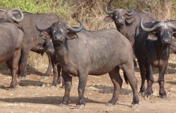 Experience 5 Days 4 Nights Nairobi, Samburu with Masai Mara Wildlife Holiday Package Experience 5 Days 4 Nights Nairobi, Samburu with Masai Mara Wildlife Holiday Package