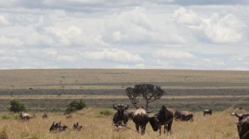 Experience 5 Days 4 Nights Nairobi, Samburu with Masai Mara Wildlife Holiday Package Experience 5 Days 4 Nights Nairobi, Samburu with Masai Mara Wildlife Holiday Package