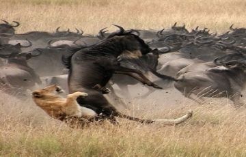 Ecstatic 5 Days 4 Nights Manyara Nature Holiday Package