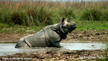 11 Days 10 Nights Assam River Vacation Package