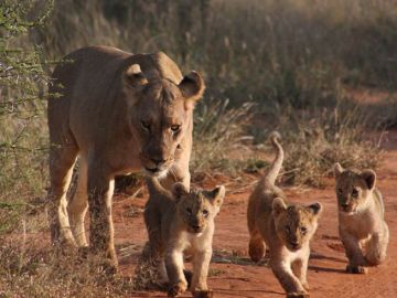 Pleasurable 6 Days 5 Nights Ngorongoro with Serengeti Vacation Package