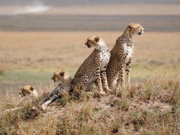 Pleasurable 6 Days 5 Nights Ngorongoro with Serengeti Vacation Package