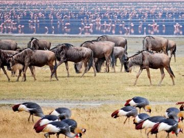 Pleasurable 6 Days 5 Nights Ngorongoro with Serengeti Vacation Package