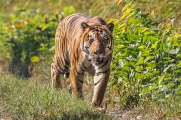 Family Getaway 6 Days Kathmandu to Chitwan National Park Honeymoon Tour Package