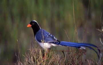 8 Days 7 Nights Kathmandu to POKHARA Park Holiday Package