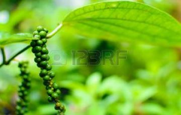 Ecstatic 4 Days 3 Nights Munnar Hill Stations Vacation Package