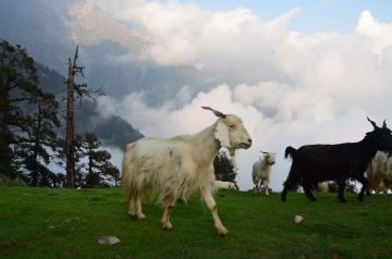 Pleasurable 2 Days Mcleod Ganj to Dharamkot Honeymoon Trip Package