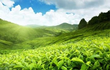 Memorable 3 Days 2 Nights Cochin and Munnar Hill Stations Tour Package