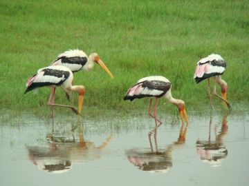 Amazing 7 Days Sigiriya to Dambulla Adventure Holiday Package
