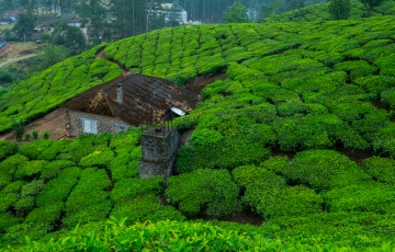 Amazing 7 Days 6 Nights Munnar Family Tour Package