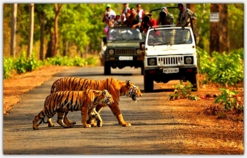 Experience 2 Days 1 Night JIMCORBETT Trip Package