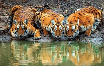 2 Days 1 Night Bandipur Park Trip Package