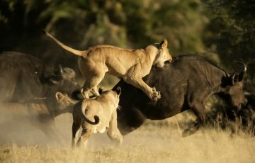 Experience Masai Mara Wildlife Tour Package for 4 Days 3 Nights