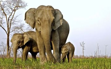 Heart-warming 3 Days Guwahati Vacation Package