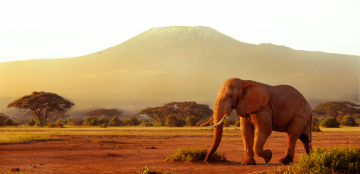 Ecstatic 7 Days 6 Nights Amboseli Weekend Getaways Holiday Package