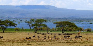 6 Days 5 Nights Nairobi, Amboseli, Nakuru and Maasai Mara Wildlife Vacation Package