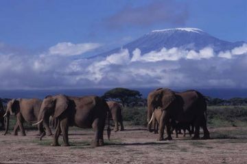 Heart-warming 11 Days Amboseli, Mt Kenya, Samburu and Lake Nakuru Tour Package