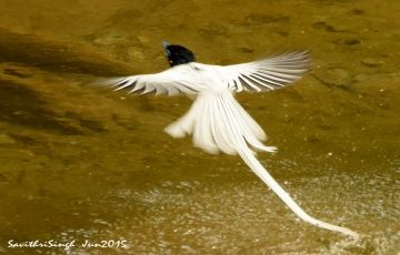 Magical 8 Days 7 Nights Pangot, Saattal, Corbett with Kathgodam Trip Package