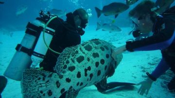 13 Days Sydney, Melbourne, Cairns with Tangalooma Honeymoon Holiday Package