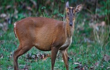 Memorable 4 Days 3 Nights corbett Vacation Package