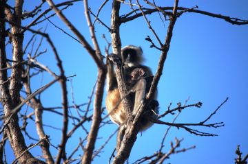 Pachmarhi | Satpura National Park | 4N & 5D