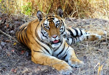 Bandhavgarh National Park Weekend Getaways Tour Package for 3 Days 2 Nights from Jabalpur