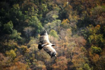 Bandhavgarh National Park Weekend Getaways Tour Package for 3 Days 2 Nights from Jabalpur