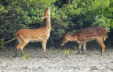 Pachmarhi | Satpura National Park | 4N & 5D