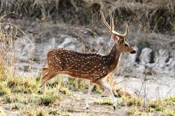 Bandhavgarh National Park Weekend Getaways Tour Package for 3 Days 2 Nights from Jabalpur