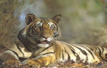Magical 3 Days 2 Nights BANDHAVGARH NATIONAL PARK Holiday Package