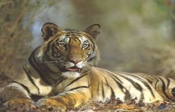 Best 3 Days 2 Nights Ranthambore Tour Package