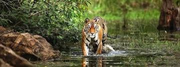 Magical 3 Days 2 Nights BANDHAVGARH NATIONAL PARK Holiday Package