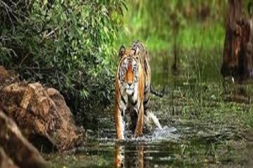Bandhavgarh Colony Tour Package from Kila Bandhogarh