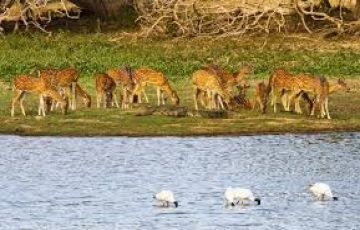 Magical Mysore Bandipur Wildlife Tour Package for 3 Days 2 Nights from Mysuru