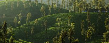 Amazing 4 Days Thekkady Culture Heritage Vacation Package