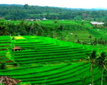 Best 8 Days New Delhi to Bali Vacation Package