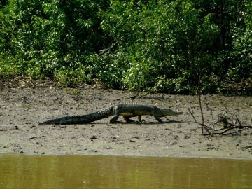 Beautiful 3 Days Bhitarkanika Nature Holiday Package