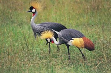 Ecstatic 4 Days Nairobi to Kenya Trip Package