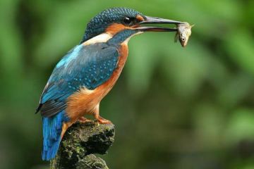 Beautiful 7 Days 6 Nights Kathmandu with Chitwan Tour Package